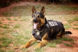 the-origin-of-k-9-units-from-medieval-times-to-modern-day